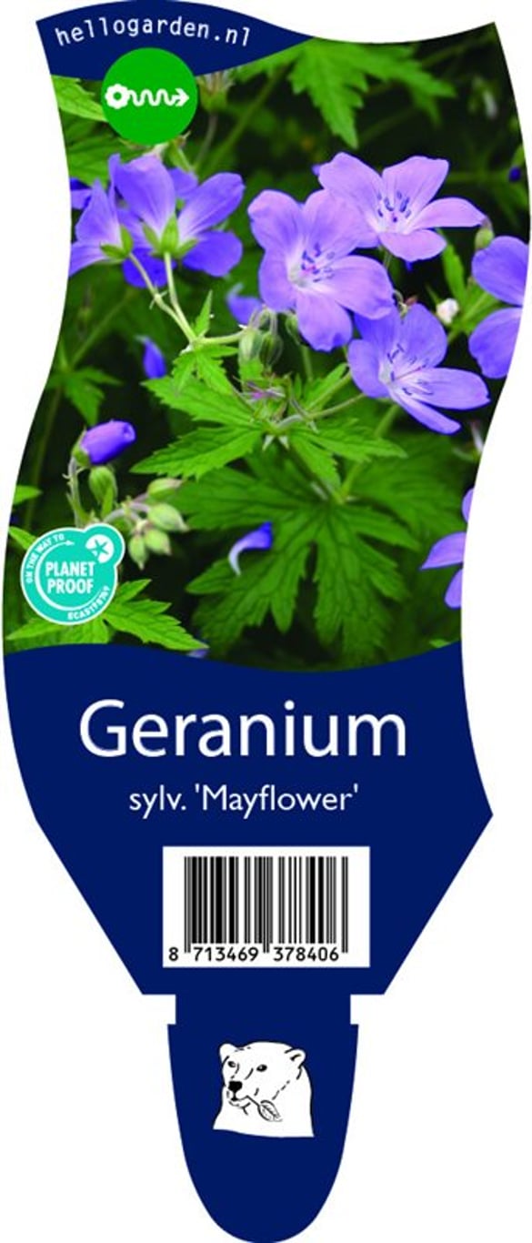 Geranium sylv. 'Mayflower' - P11